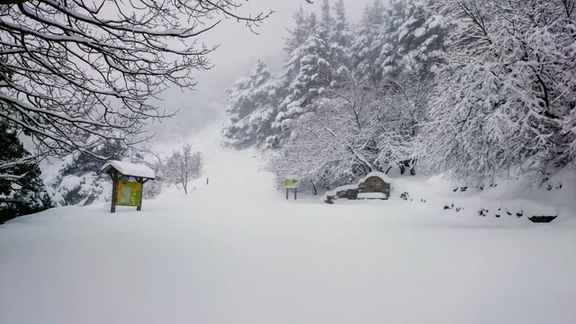 Bosque del Moncayo cubierto por la nieve