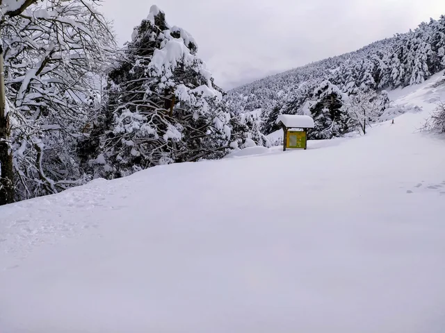 Claro del bosque del Moncayo después de una nevada