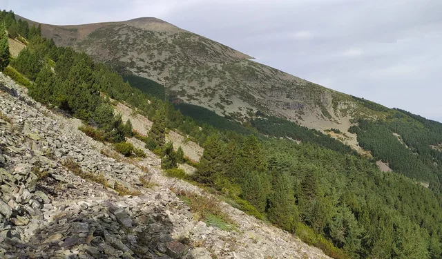 Ladera rocosa del Moncayo sobre el pinar