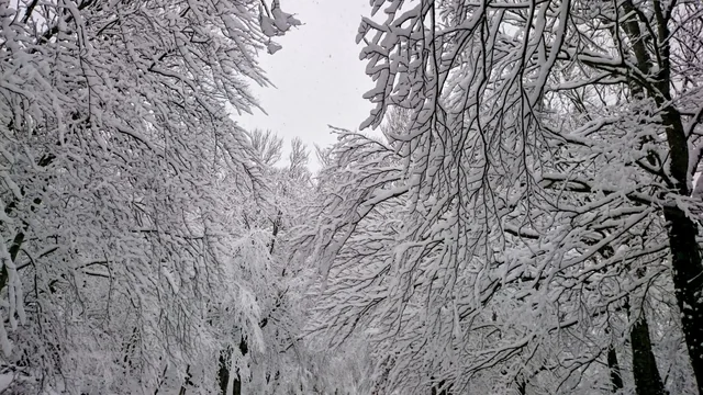 Ramas de los árboles cubiertas de nieve fresca