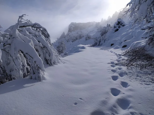 Sendero de montaña abierto entre la nieve y el bosque